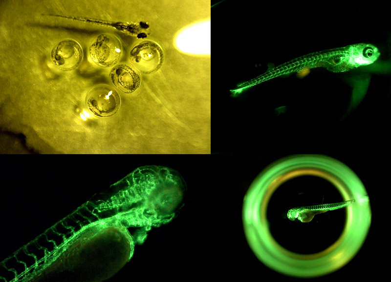 蛍光575nmLEDライト